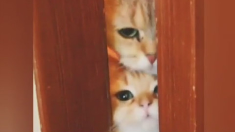 主人在卫生间,两只猫咪也想挤进来,主人你到底在干嘛?!